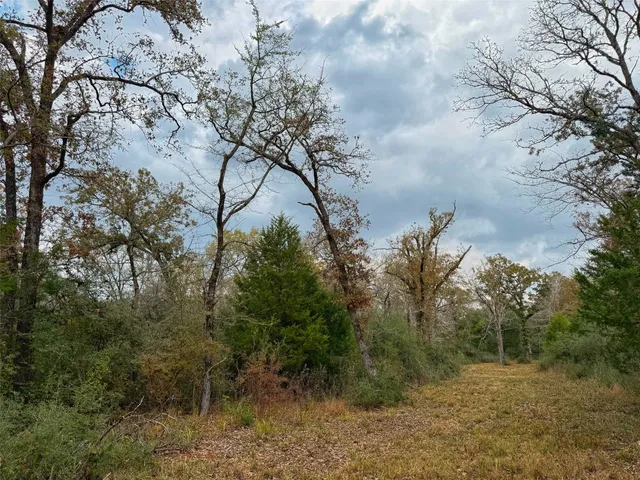 a view of a yard with large trees