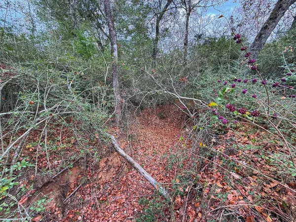 a view of a yard with plants and a bench