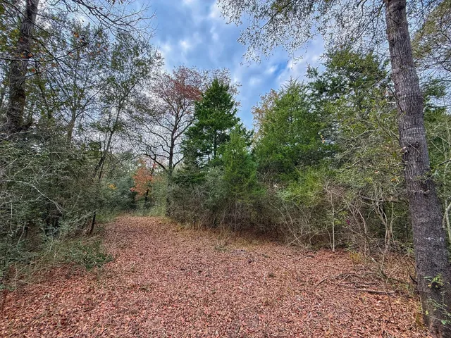 a view of a forest with trees in the background