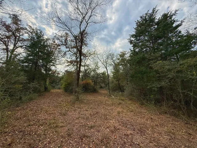a view of a forest with trees in the background