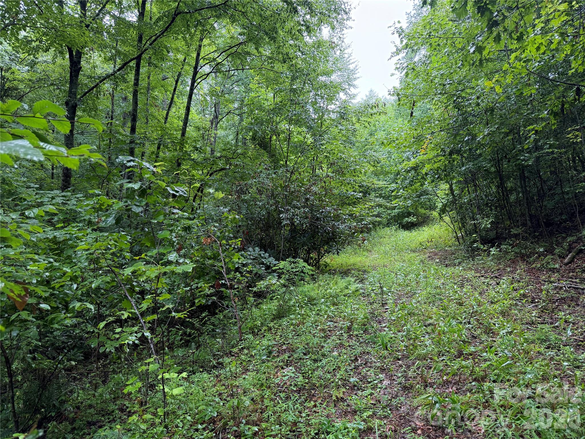 Off Donald McCall Road Balsam Grove, NC 28708 - Photo 7 of 47 Gallery Image 7