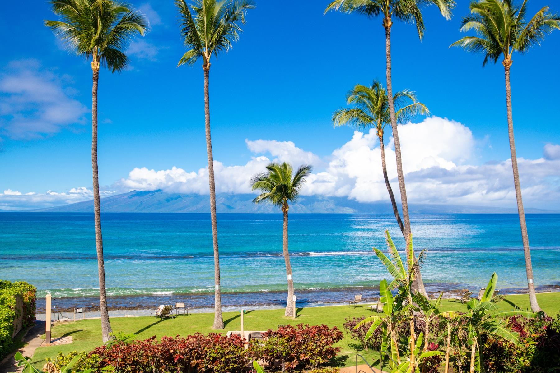 3601 Lower Honoapiilani Road, Unit 210 Lahaina, HI 96761 - Photo 21 of 25 a view of a garden with a tree