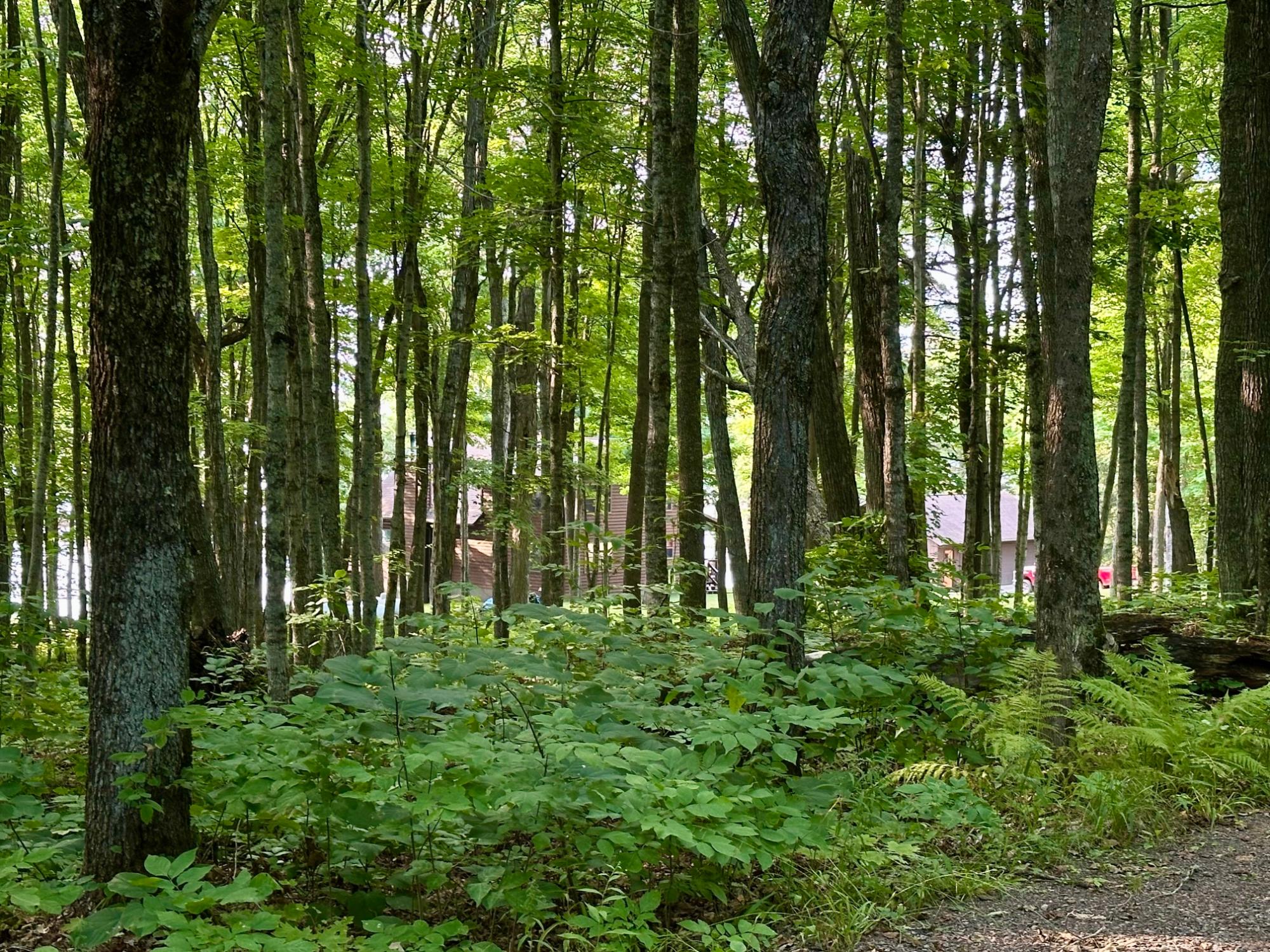 N8997 Shore Road East Marenisco, MI 49947 - Photo 96 of 98 Gallery Image 96