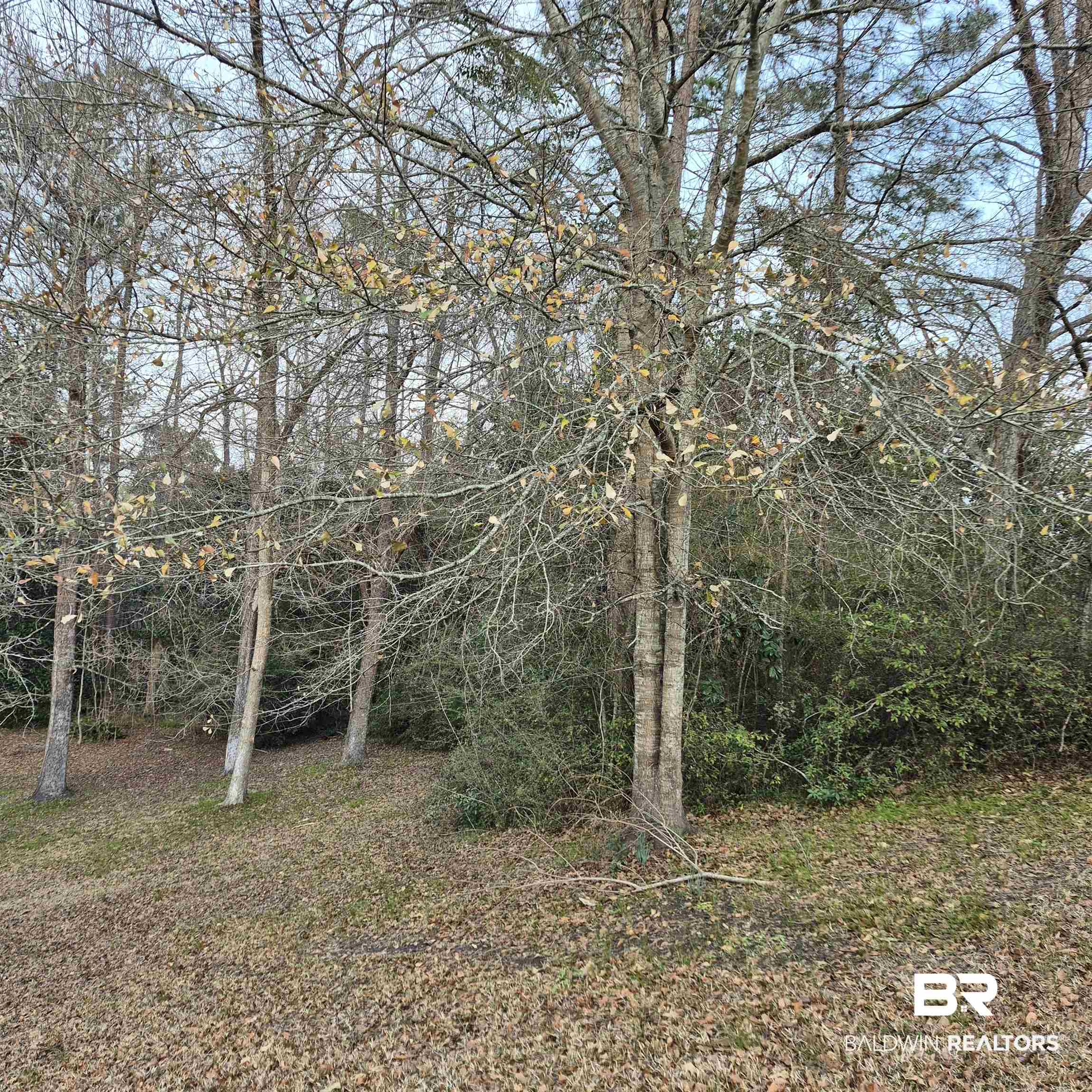 308 Rural Street Evergreen, AL 36401 - Photo 35 of 40 View of local wilderness