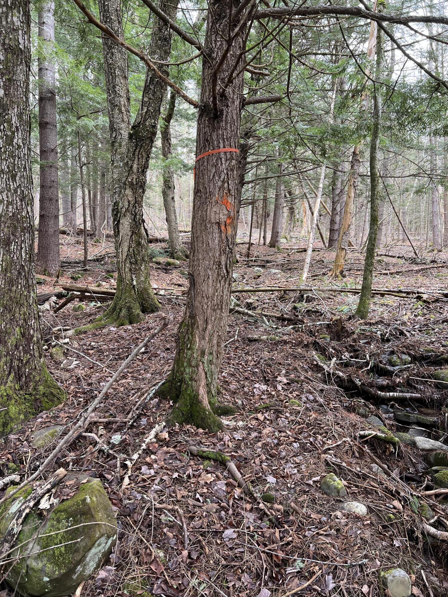 Lot 42 Upper Hostile Valley Road Liberty, ME 04949 - Photo 13 of 19 IMG_3126