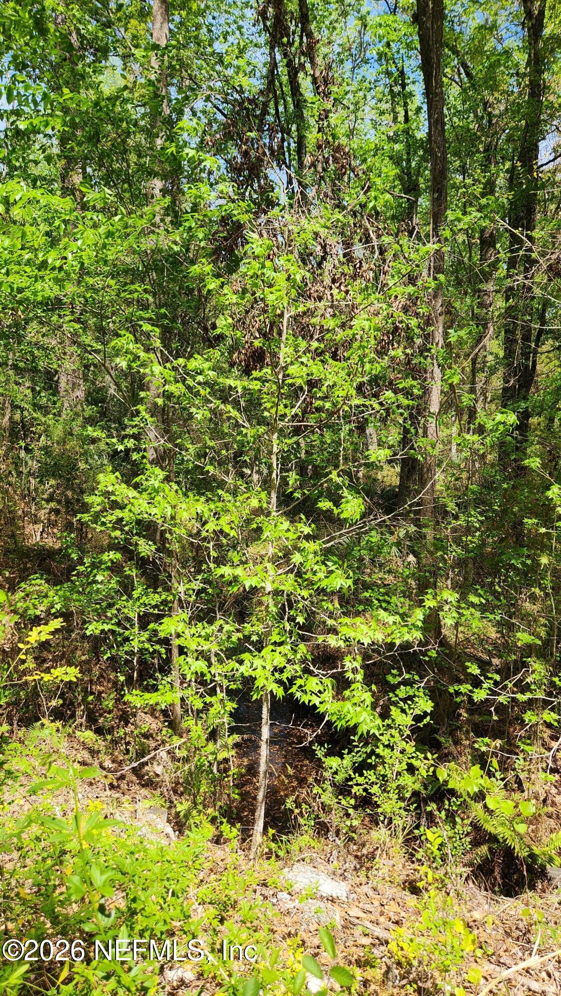 4400 Falcon Run Lane Middleburg, FL 32068 - Photo 11 of 22 20250327_142225