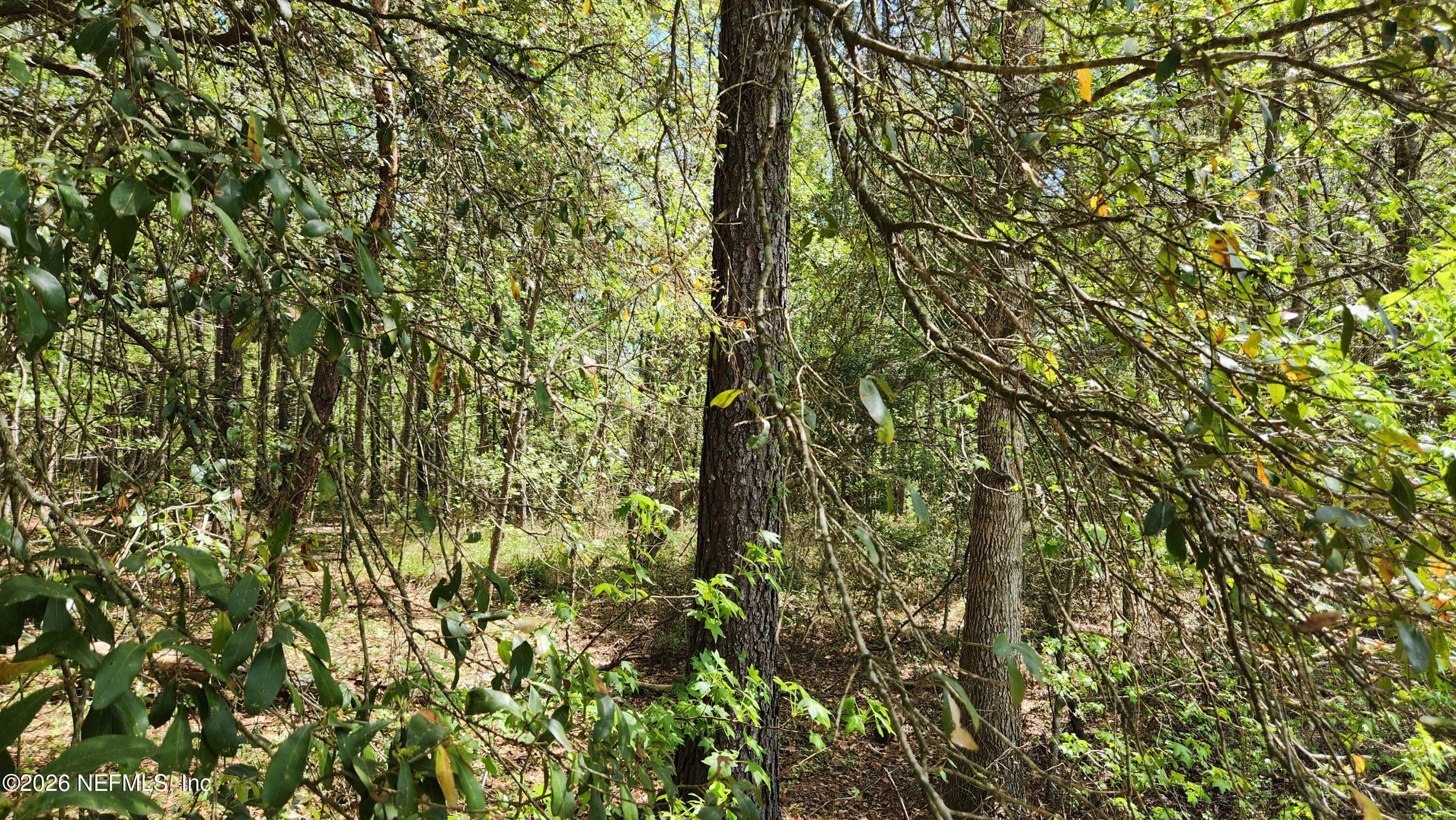 4400 Falcon Run Lane Middleburg, FL 32068 - Photo 19 of 22 20250327_141952