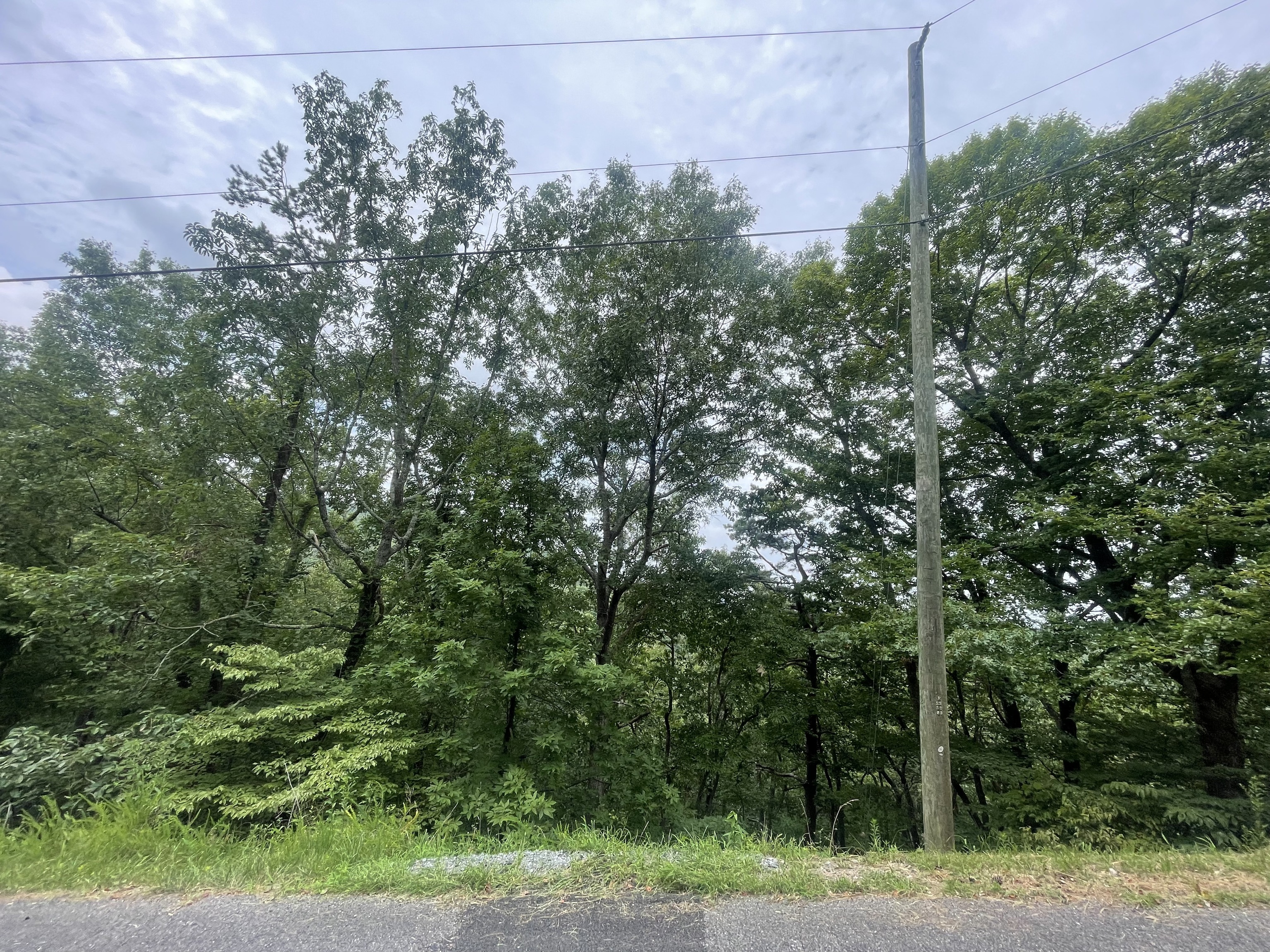 674 Archery Court Ranger, GA 30734 - Photo 5 of 12 a view of a forest with a tree
