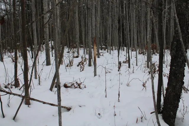 $290,000 | 13396 Funk Road, Hillman, MI 49746