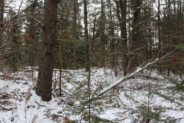 $290,000 | 13396 Funk Road, Hillman, MI 49746