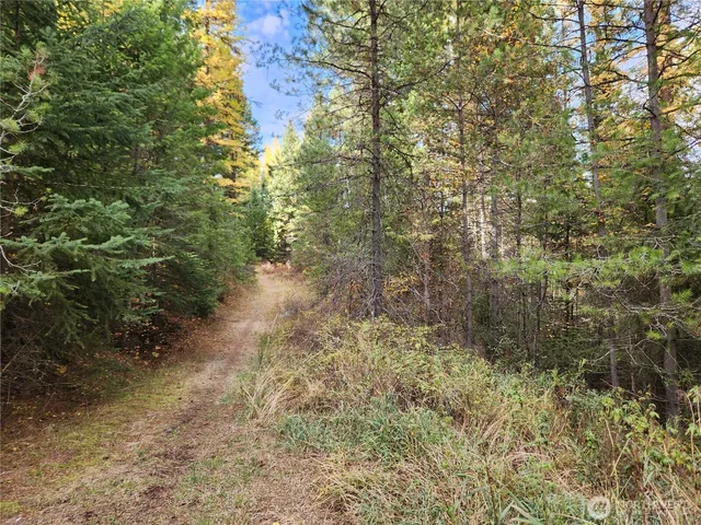 a view of a forest with trees in the background
