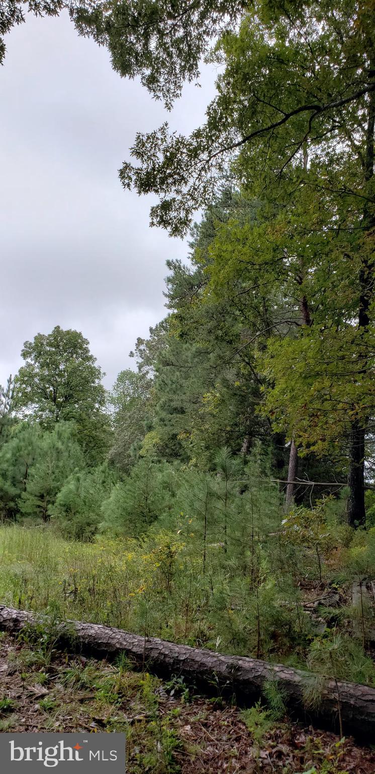 22147 Sparta Road Milford, VA 22514 - Photo 28 of 46 Treed at property line