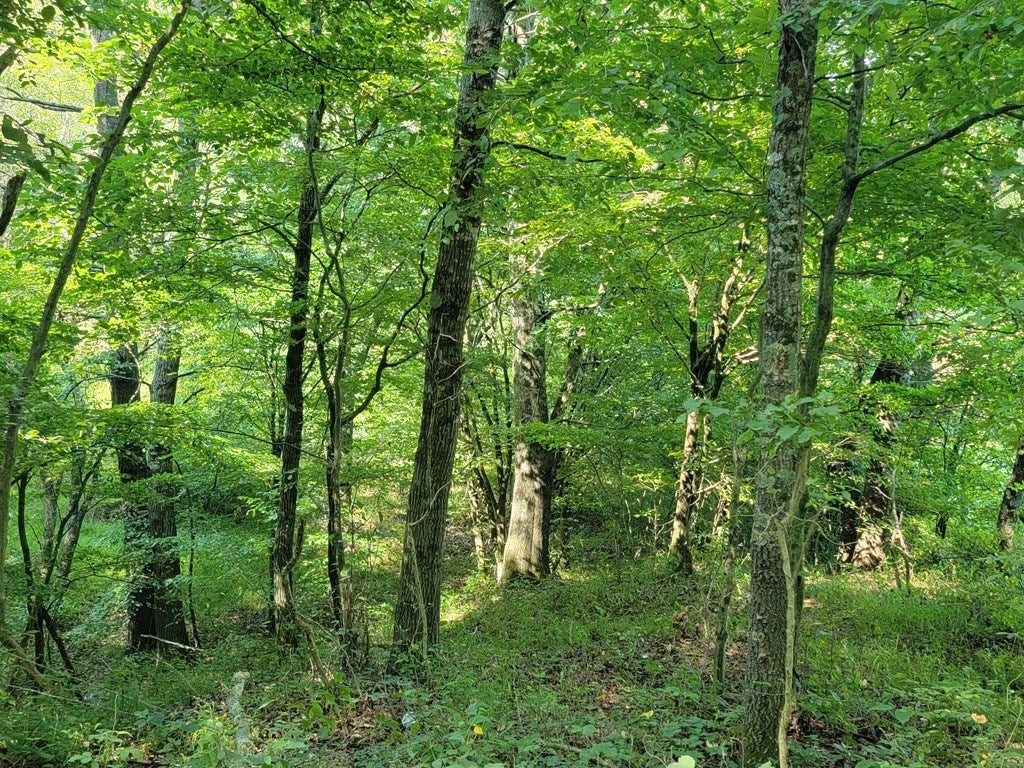 Tbd Gem Stream Road Elk Creek, VA 24326 - Photo 12 of 12 Gallery Image 12