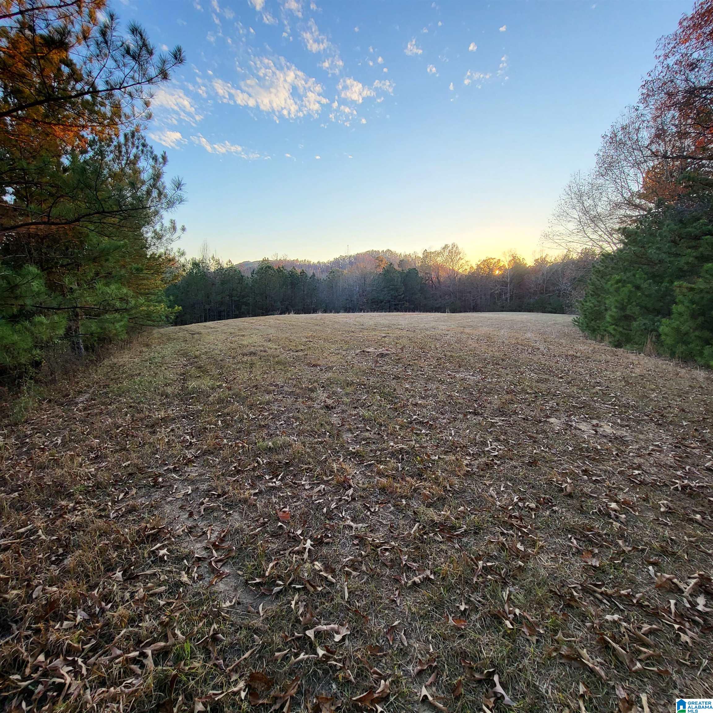 0 Nisbet Lake Road Jacksonville, AL 36265 - Photo 5 of 9