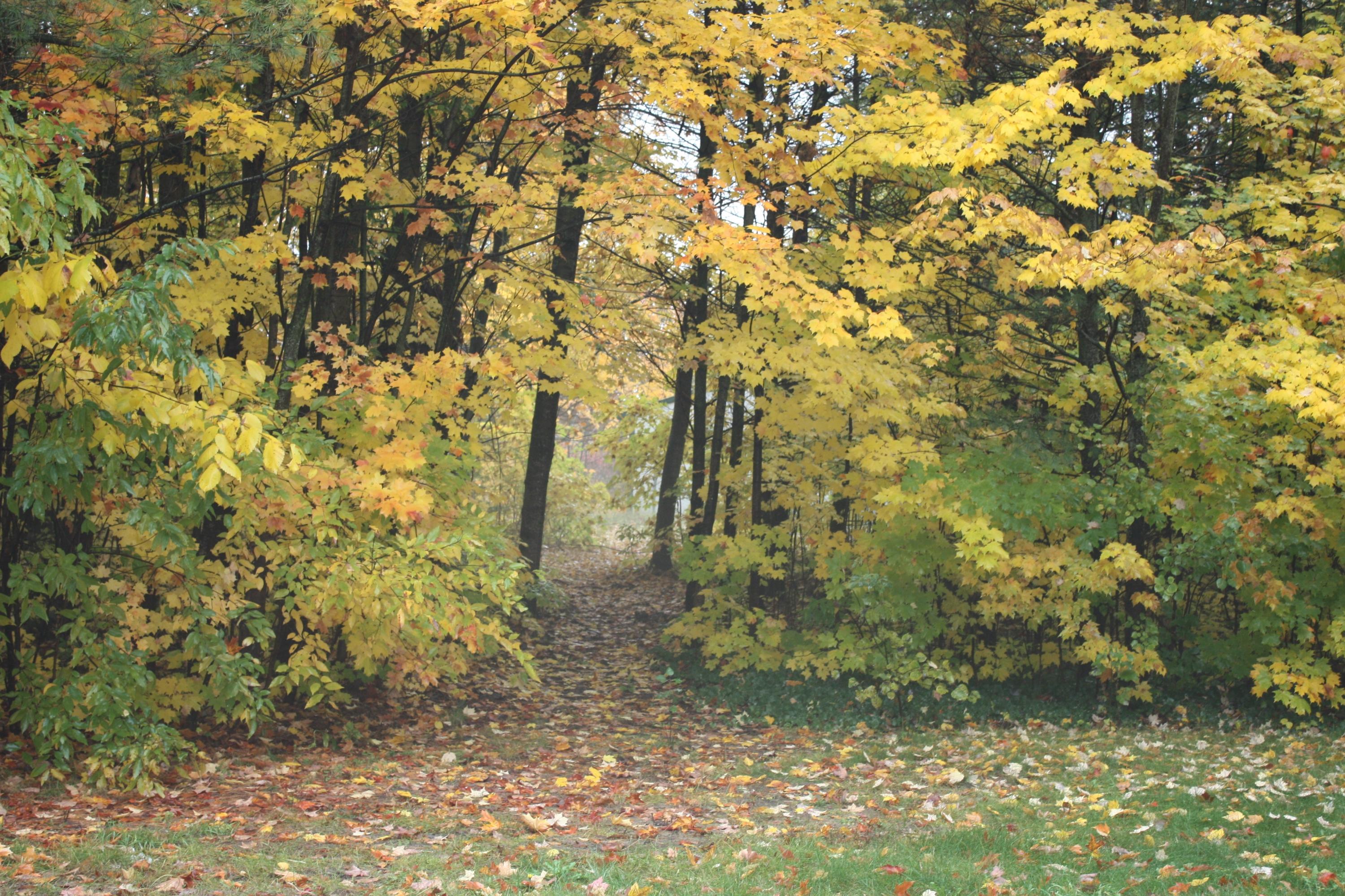 6860 Wolverine Road Wolverine, MI 49799 - Photo 24 of 28 Gallery Image 24