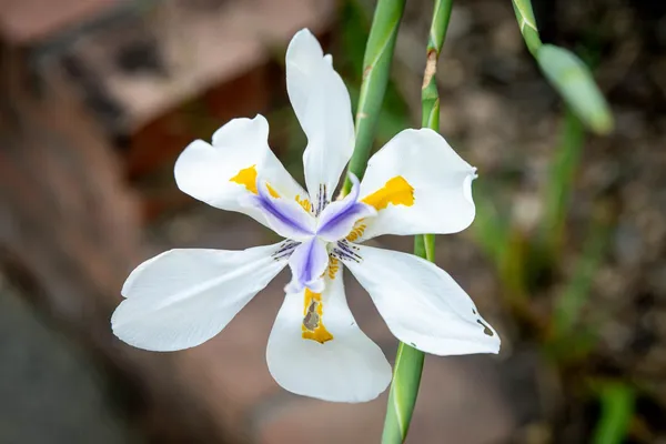 a view of a balcony with wooden floor