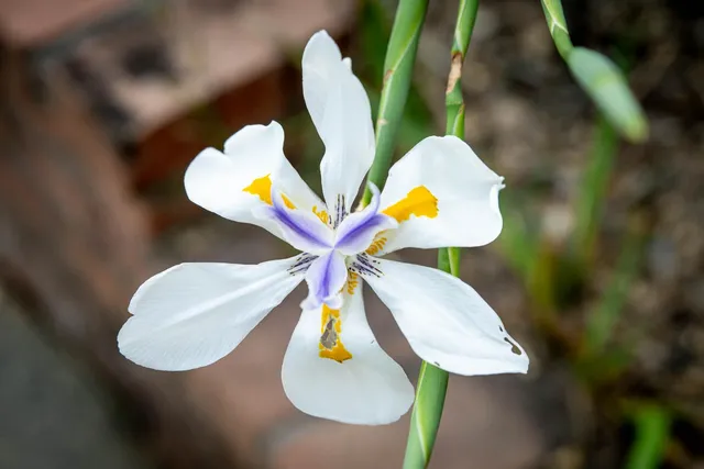 a view of a balcony with wooden floor