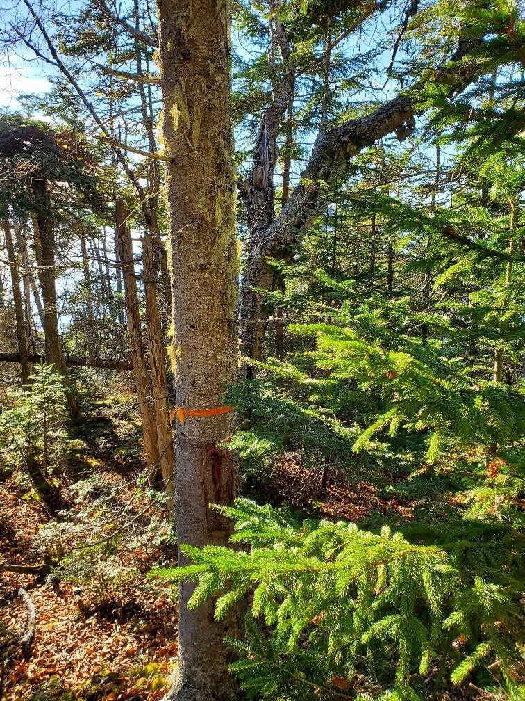 Lot 7 South Ocean Road Machiasport, ME 04655 - Photo 25 of 44 NW line- rare tape