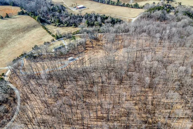 a view of a forest with a tree