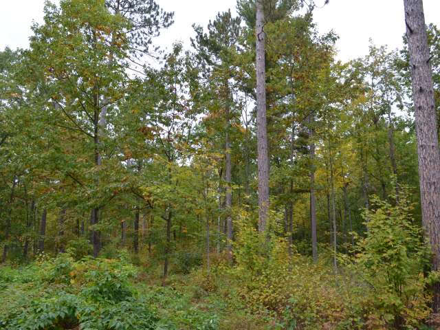 At Koth Road Tomahawk, WI 54487 - Photo 1 of 20 Gallery Image 1