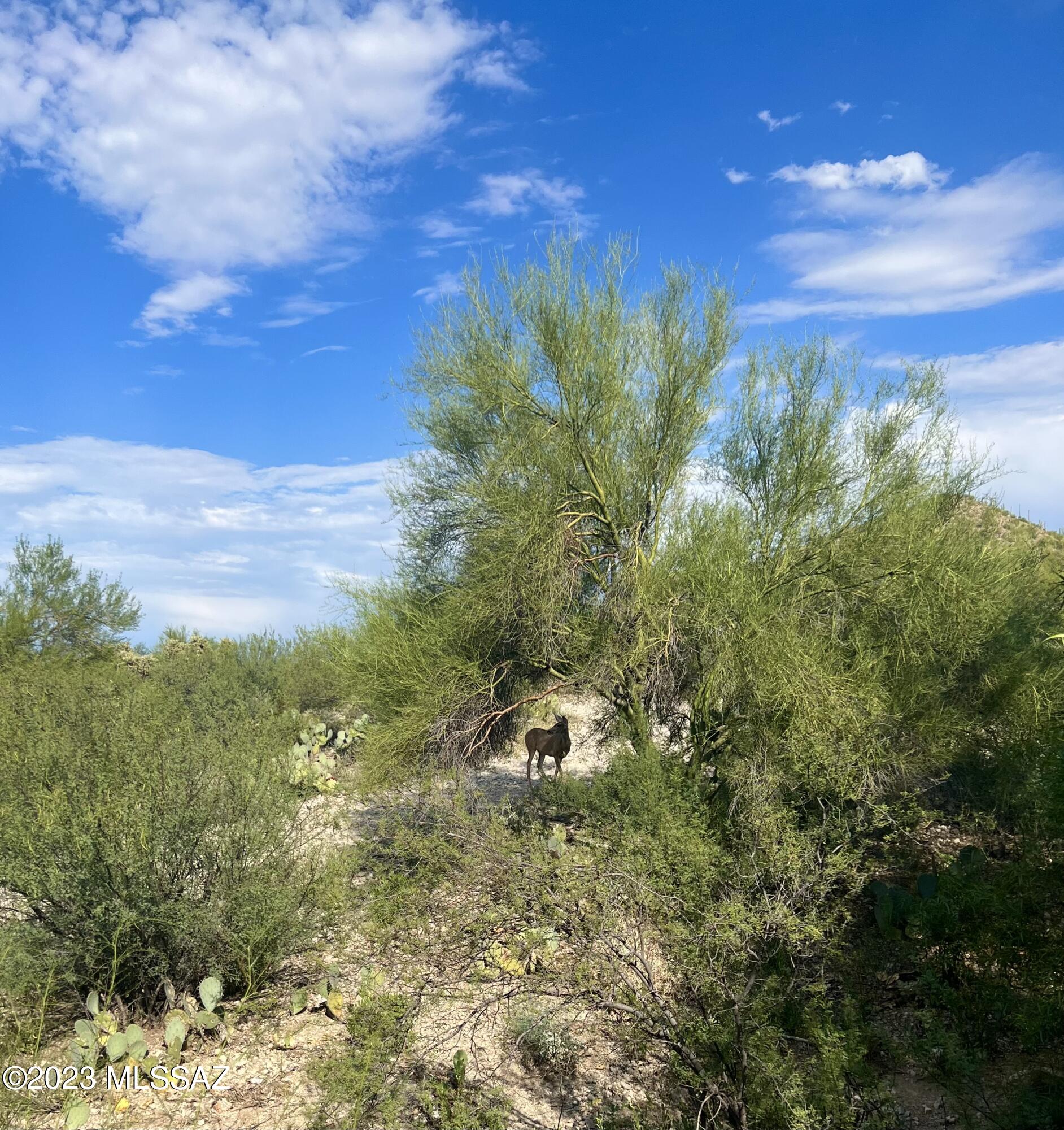 773 South Saguaro Ridge Place Tucson, AZ 85745 - Photo 24 of 24