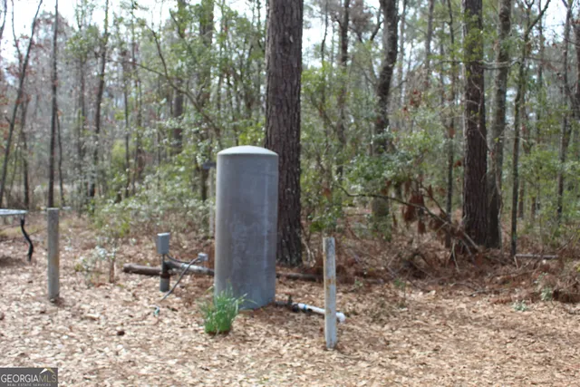 a couple of trees that are in the forest