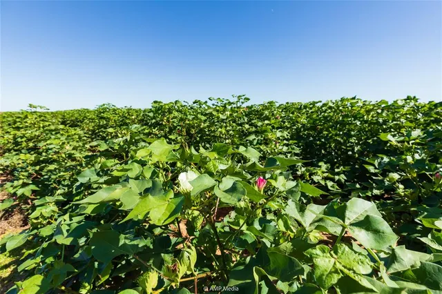 a backyard of a house with lots of green space and a building
