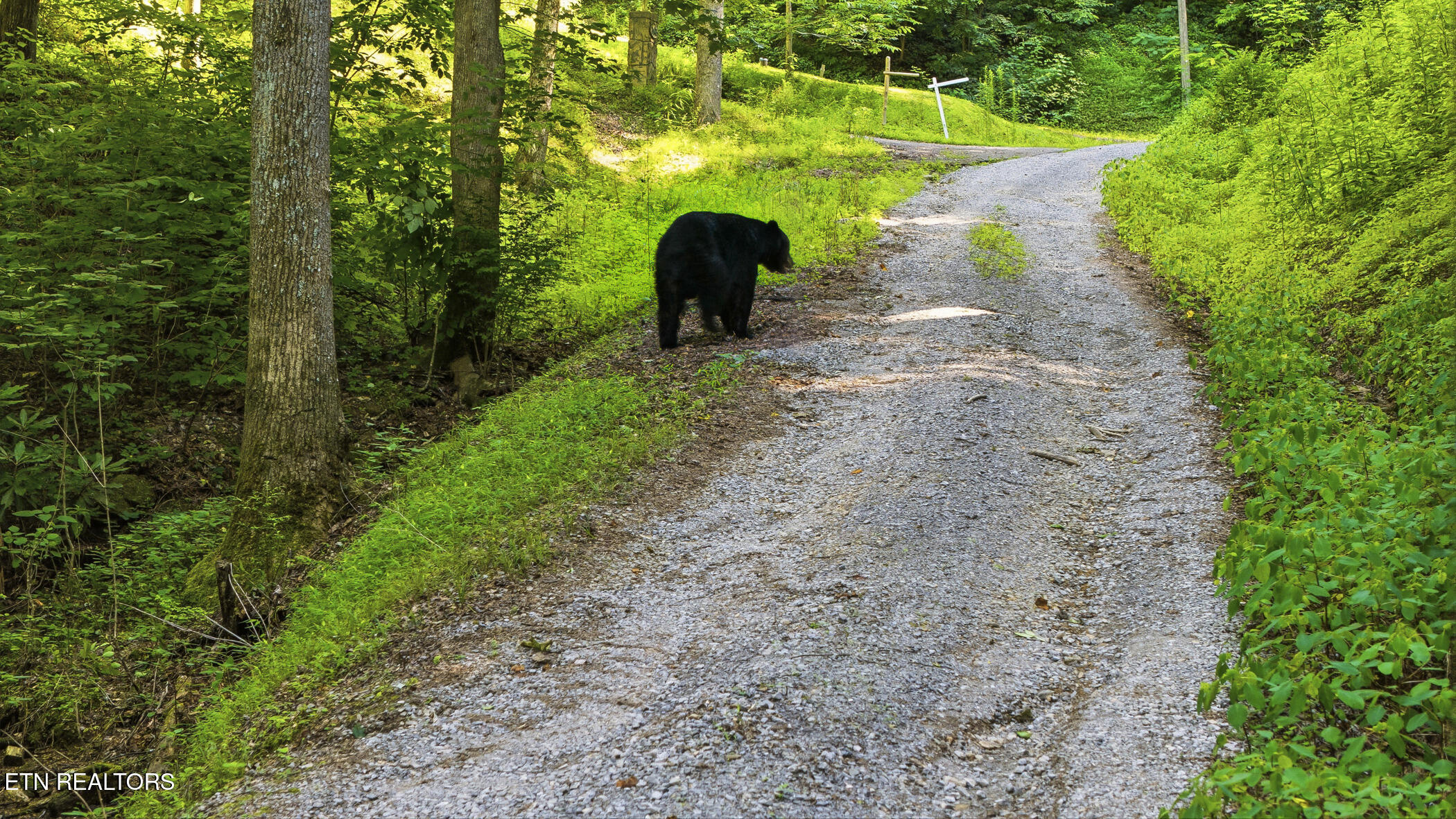 2685 South Clear Fork Road Sevierville, TN 37862 - Photo 48 of 55 dji_20260708165227_0414_d