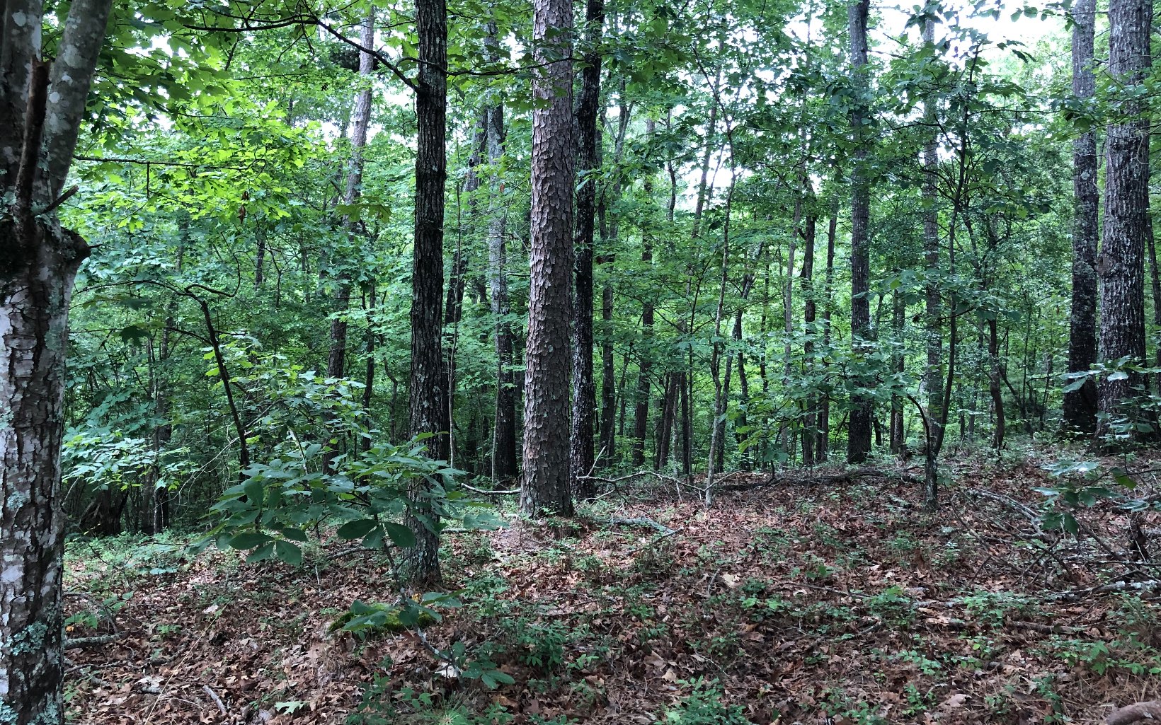 0 Turtle Ridge Ellijay, GA 30540 - Photo 1 of 1 a view of outdoor space and green space