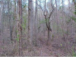 8 Doe Run Road Lincolnton, GA 30817 - Photo 1 of 1 Main View