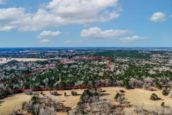 a plant view in yard