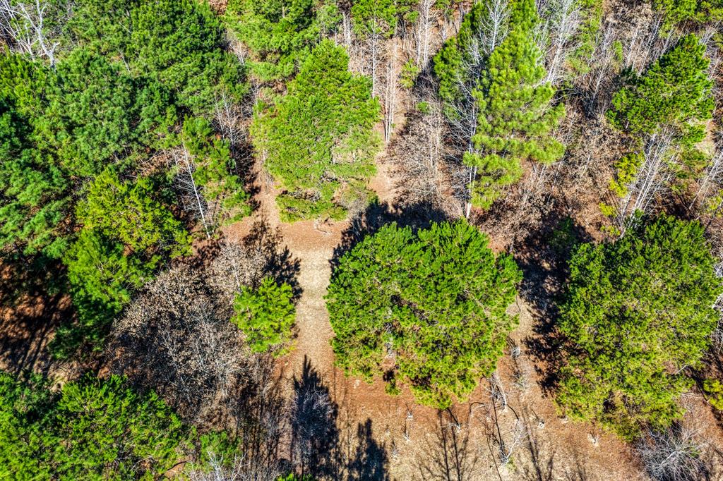 1609 C R 246 S South Kilgore, TX 75662 - Photo 15 of 22 a plant view in yard