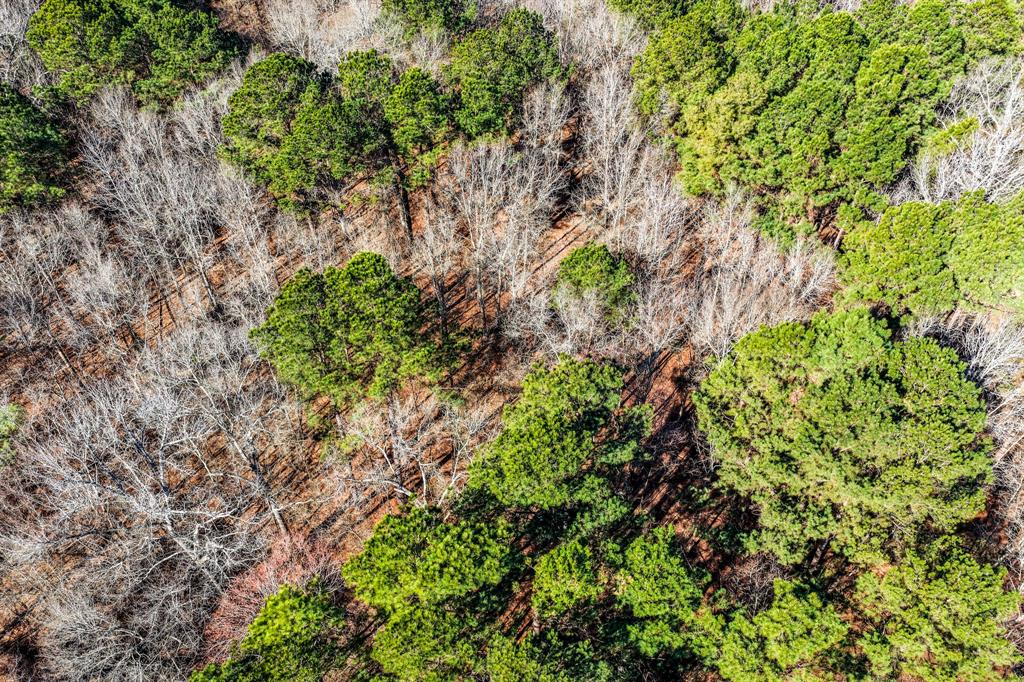 1609 C R 246 S South Kilgore, TX 75662 - Photo 16 of 22 a plant view in yard