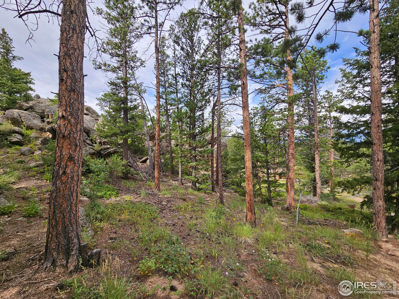 265 Onawa Road Red Feather Lakes, CO 80545 - Photo 15 of 15 View of the 2nd lot behind the house