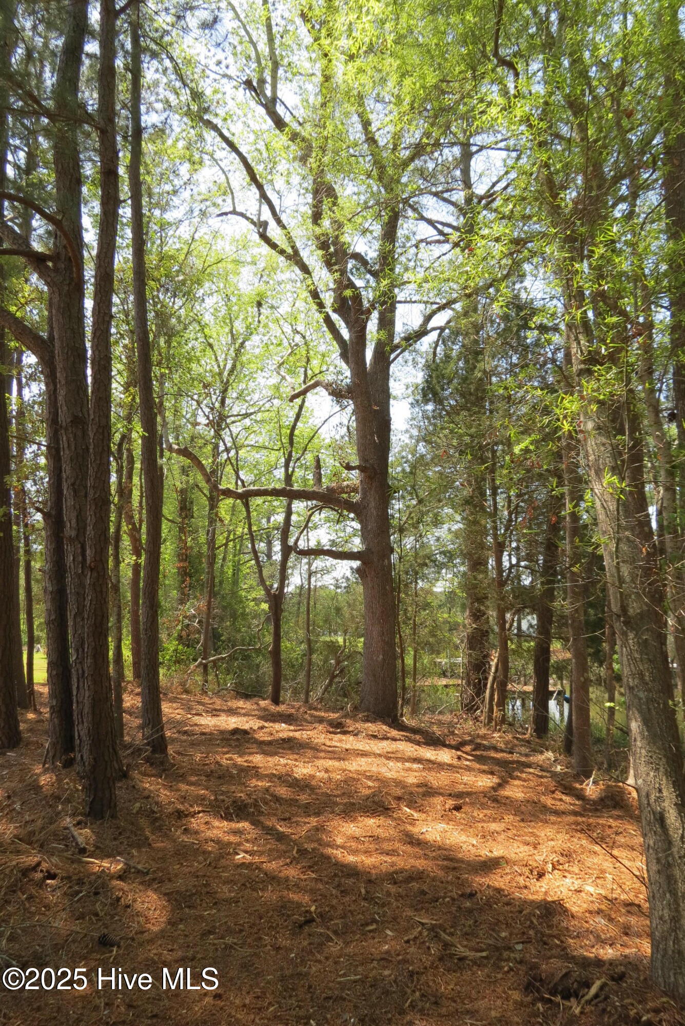 6009 Harbour Way Oriental, NC 28571 - Photo 38 of 42 IMG_1135