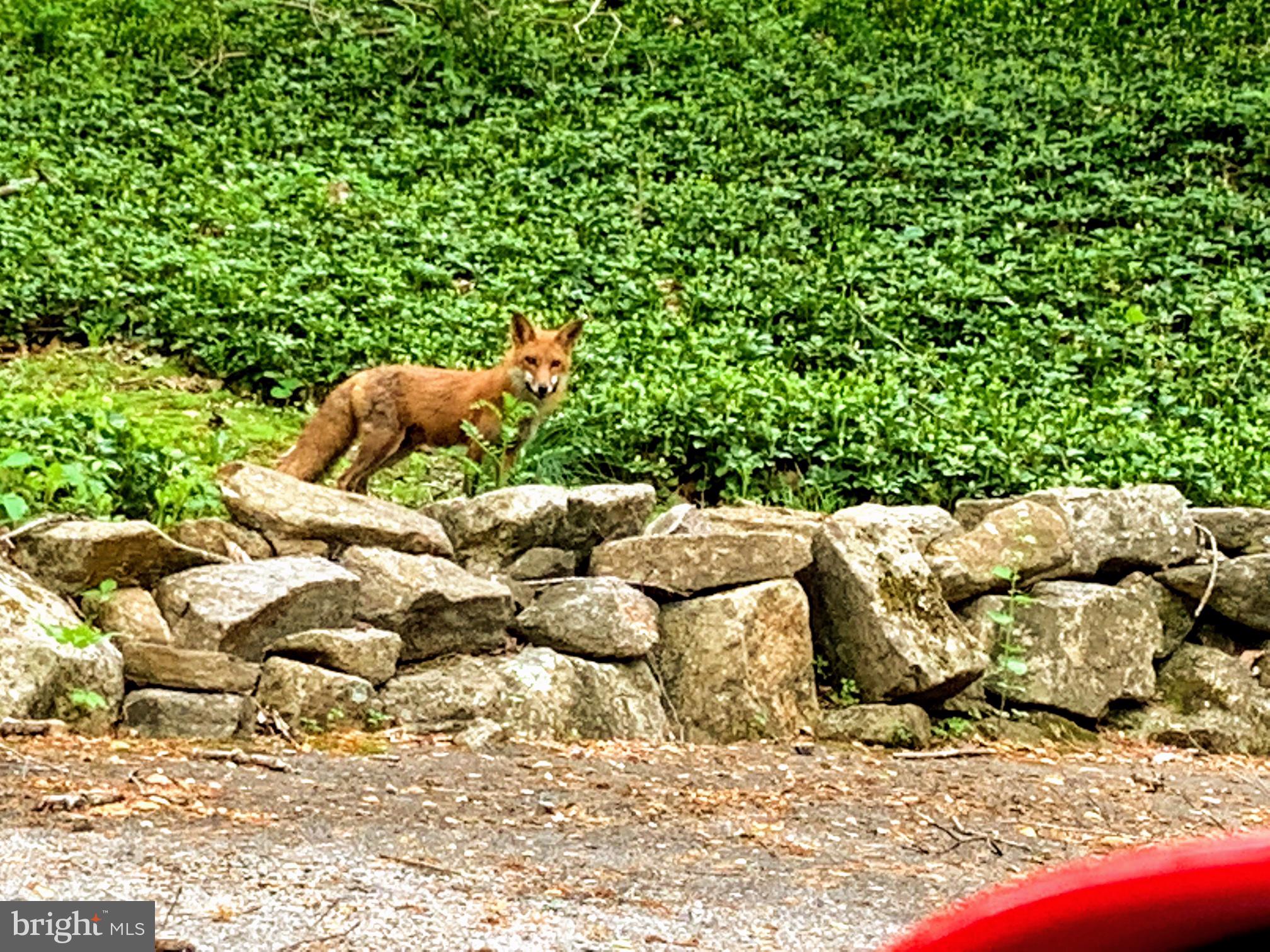 19 Paper Mill Road Newtown Square, PA 19073 - Photo 70 of 72 Forest friends