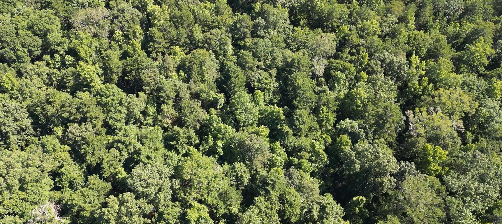 0 Hyde Park Road Adams Run, SC 29426 - Photo 6 of 12 dji_fly_20260514_051458_173_178137470811