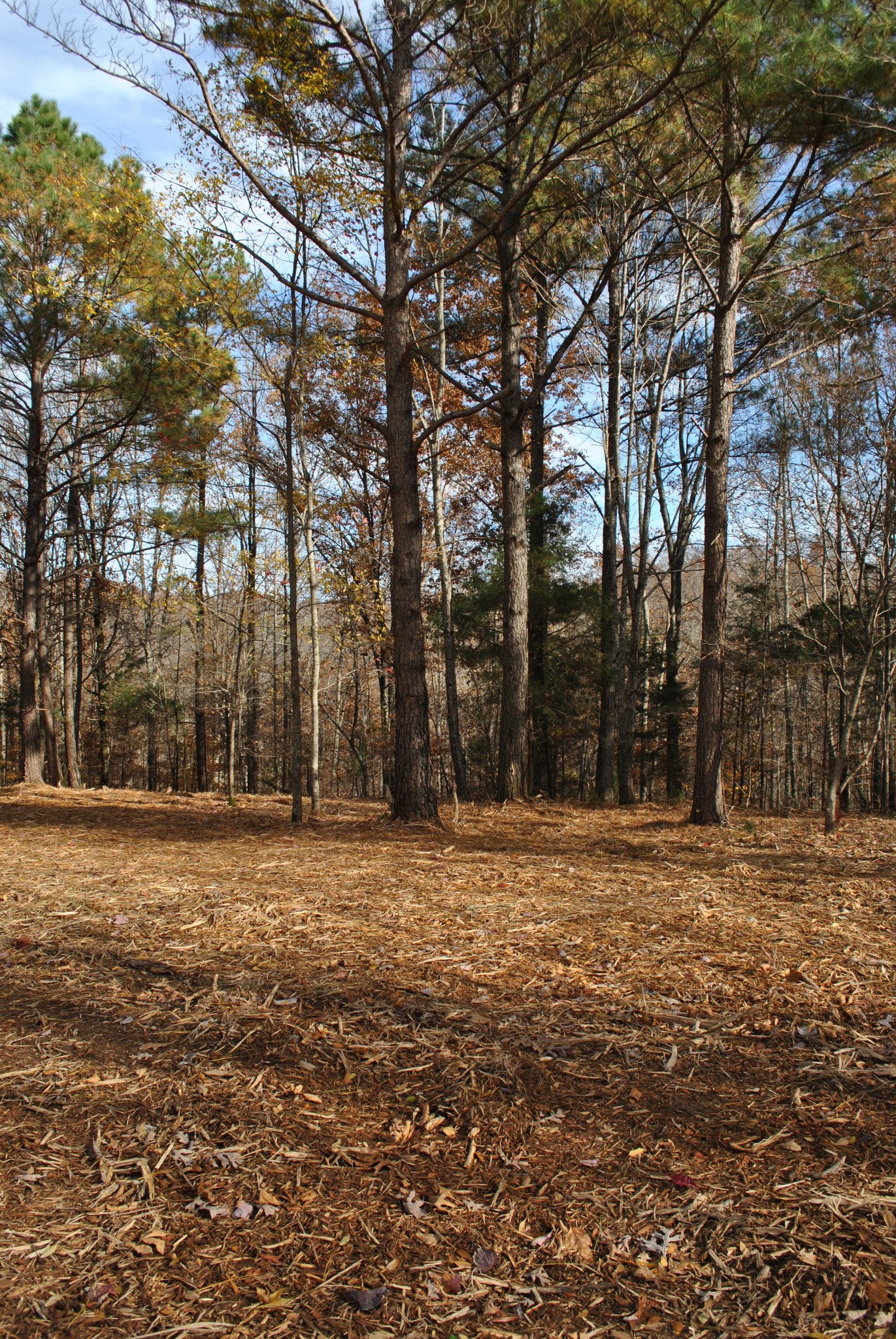 0 Lampley Road Primm Springs, TN 38476 - Photo 4 of 23 a big yard with trees in front of it