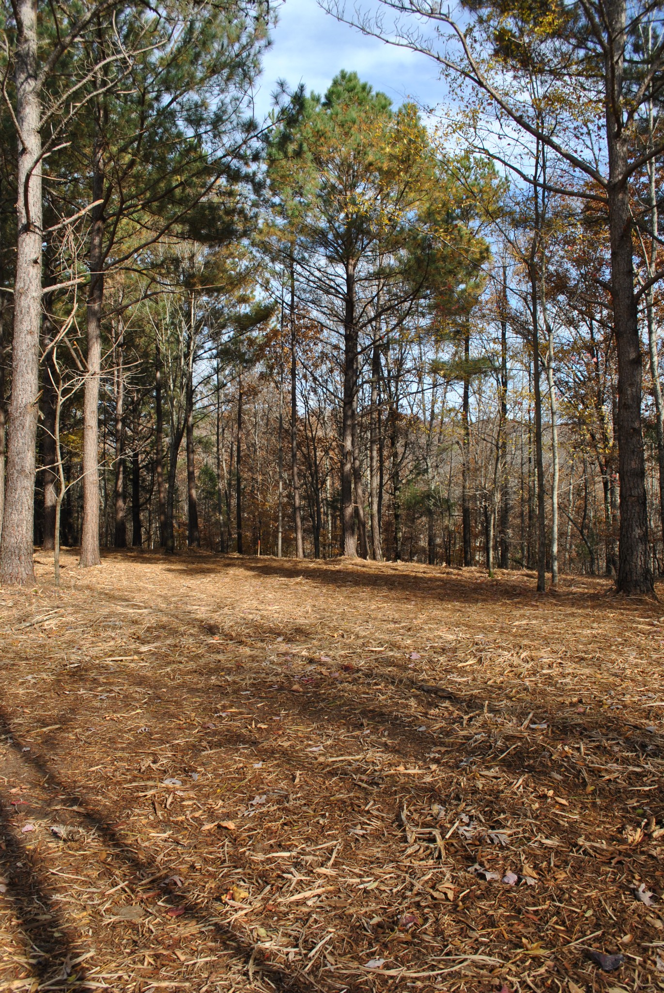 0 Lampley Road Primm Springs, TN 38476 - Photo 5 of 23 a backyard of a house with large trees
