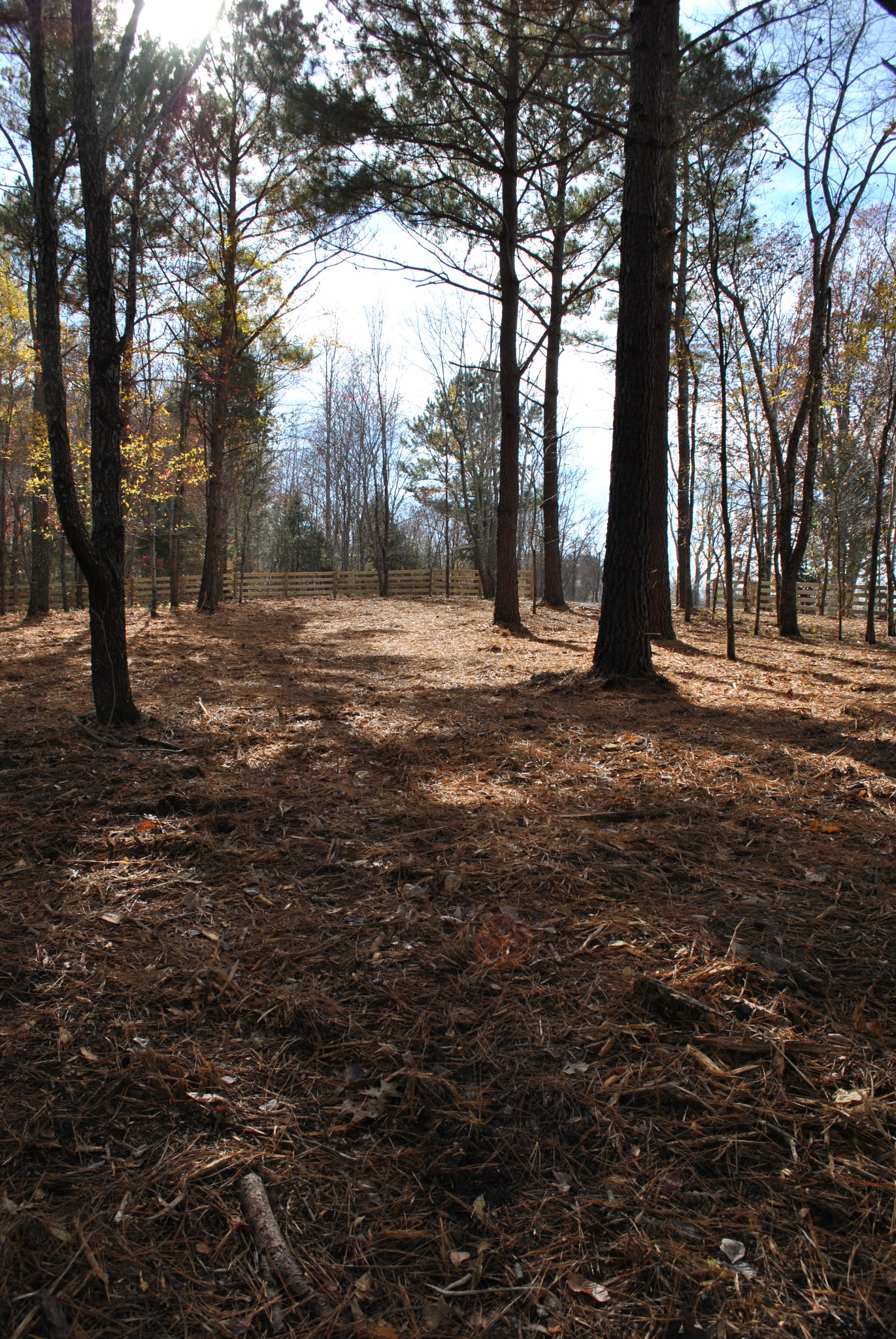 0 Lampley Road Primm Springs, TN 38476 - Photo 6 of 23 a view of outdoor space with trees