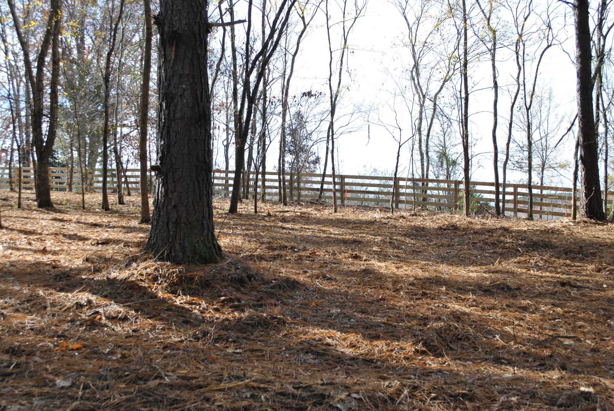 0 Lampley Road Primm Springs, TN 38476 - Photo 7 of 23 a view of backyard with tree