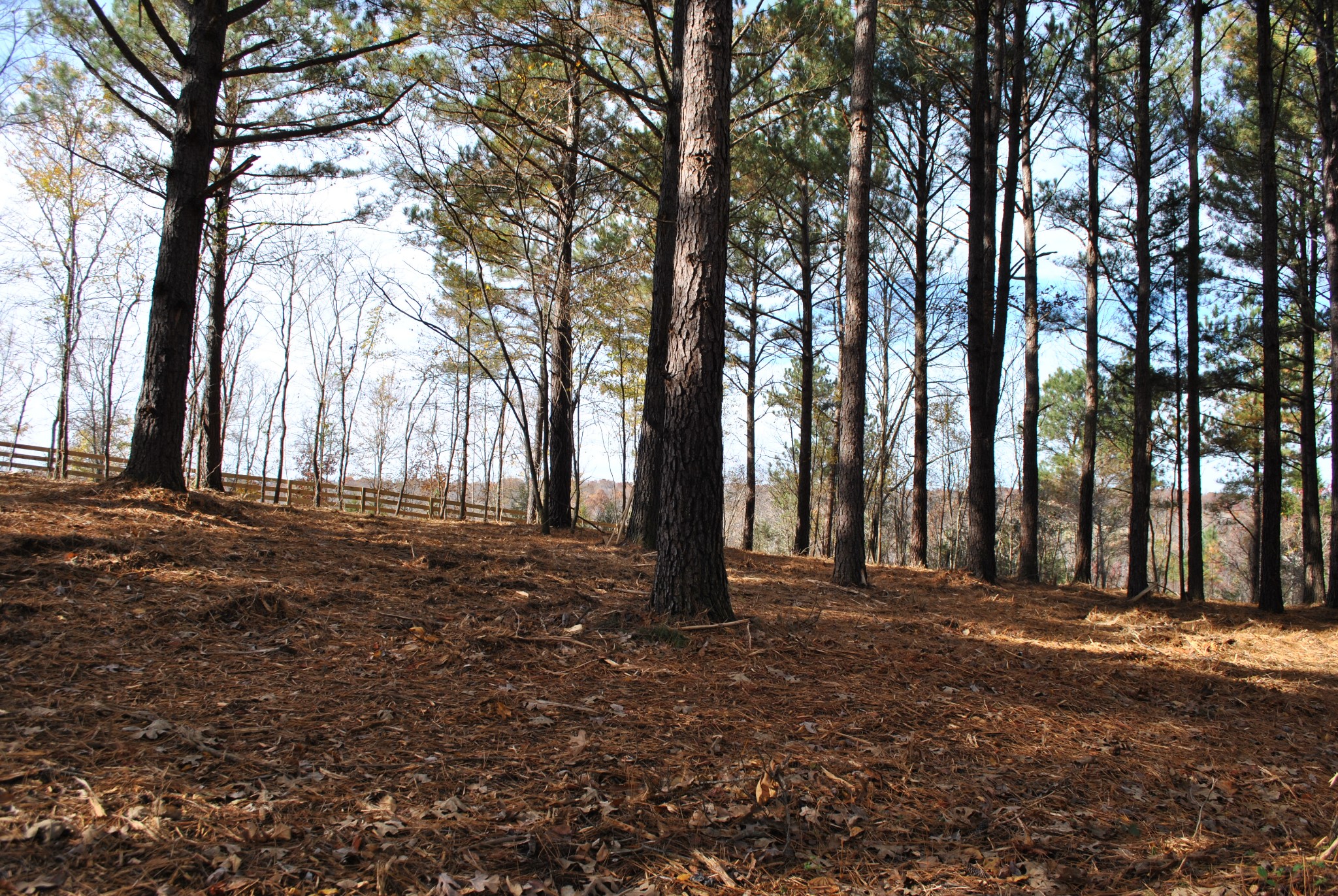 0 Lampley Road Primm Springs, TN 38476 - Photo 8 of 23 a view of outdoor space with deck
