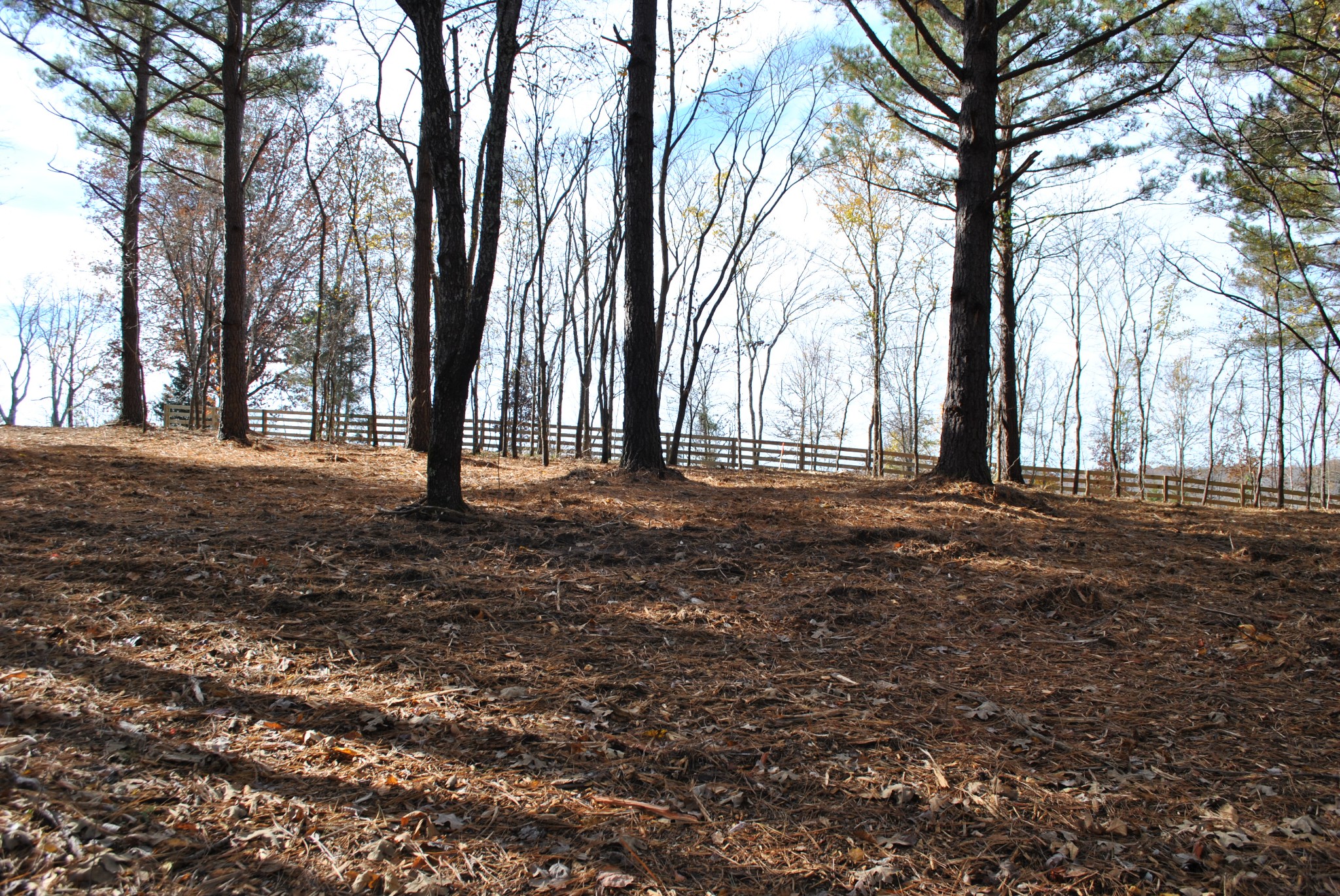 0 Lampley Road Primm Springs, TN 38476 - Photo 9 of 23 a view of road with large trees