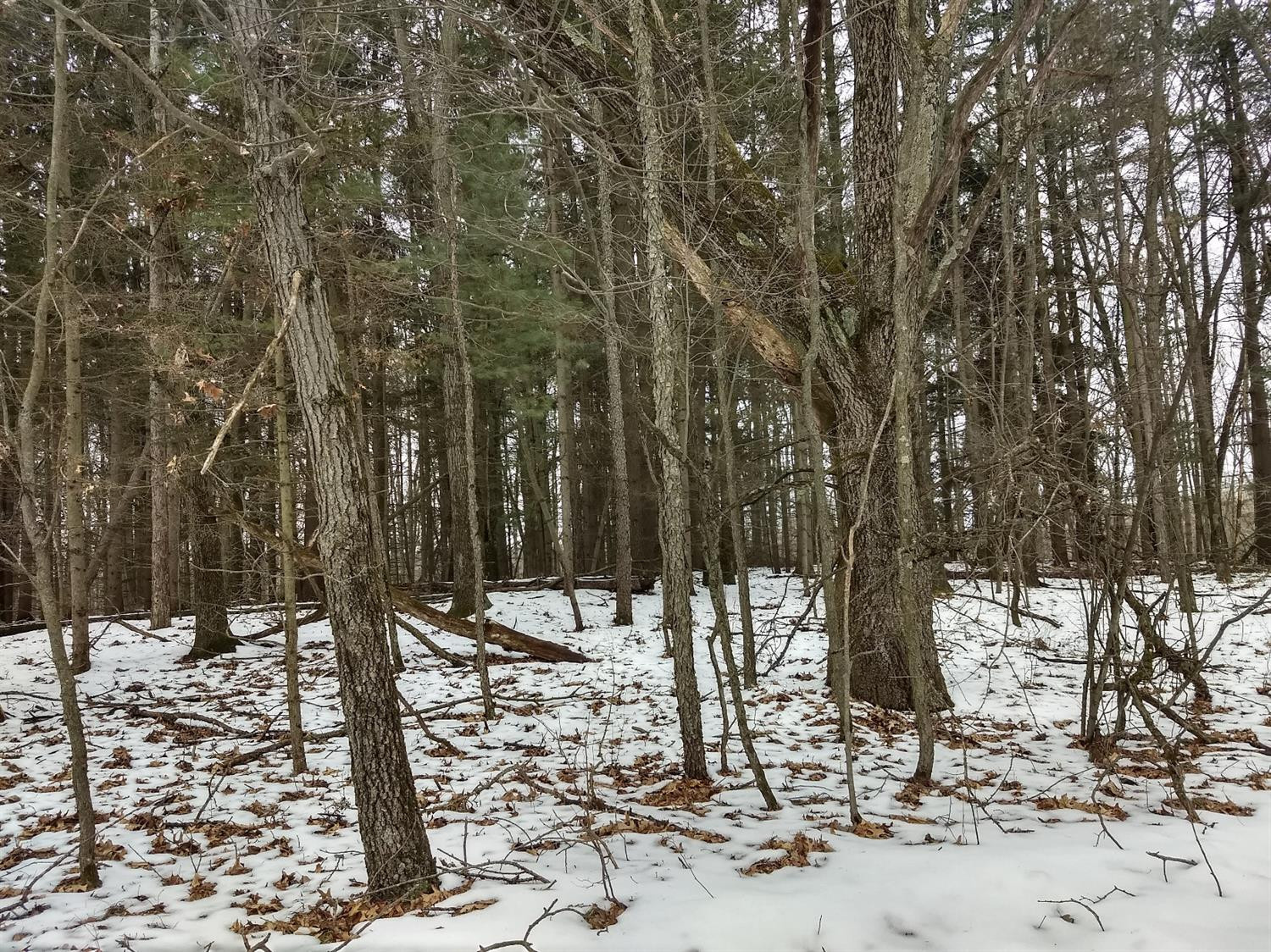 18262 Timber Lake Ridge Manchester, MI 48158 - Photo 11 of 13 Photo 11