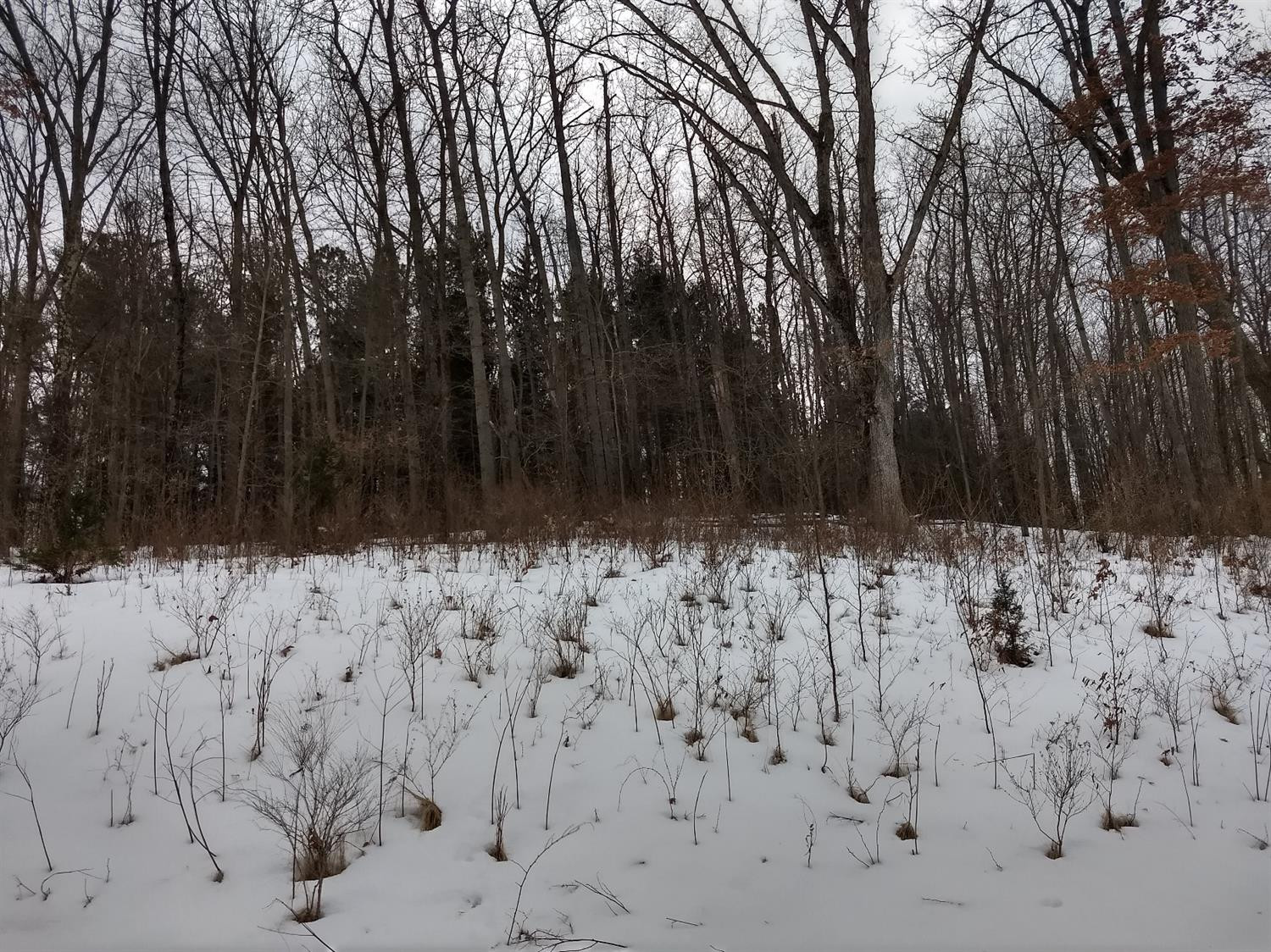 18262 Timber Lake Ridge Manchester, MI 48158 - Photo 3 of 13 Photo 3