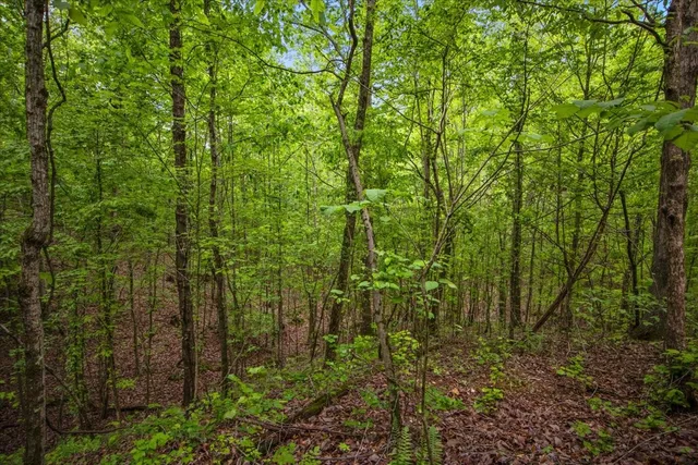 a view of a big yard with plants and large trees
