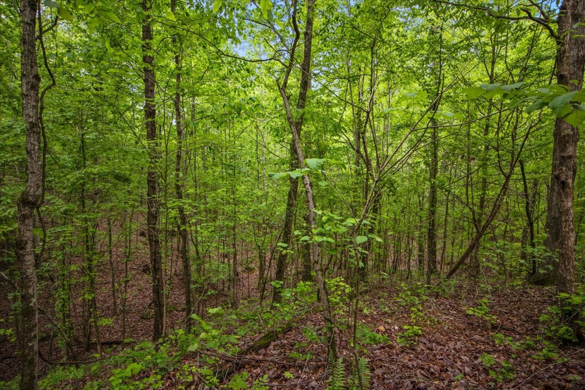 3200 Jack Saunders Road Waverly, TN 37185 - Photo 13 of 38 a view of a forest with a tree