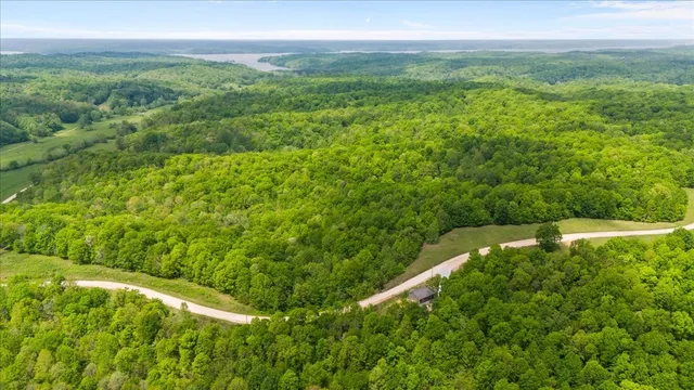 a view of a yard with potted plants and large tree