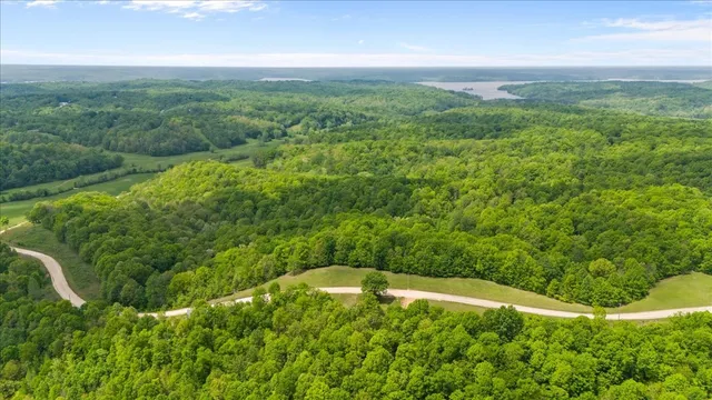 a view of a lush green forest with a mountain in the background