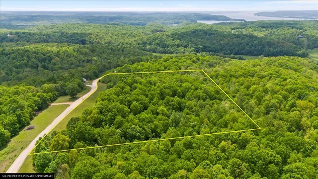 a view of a yard and a plant